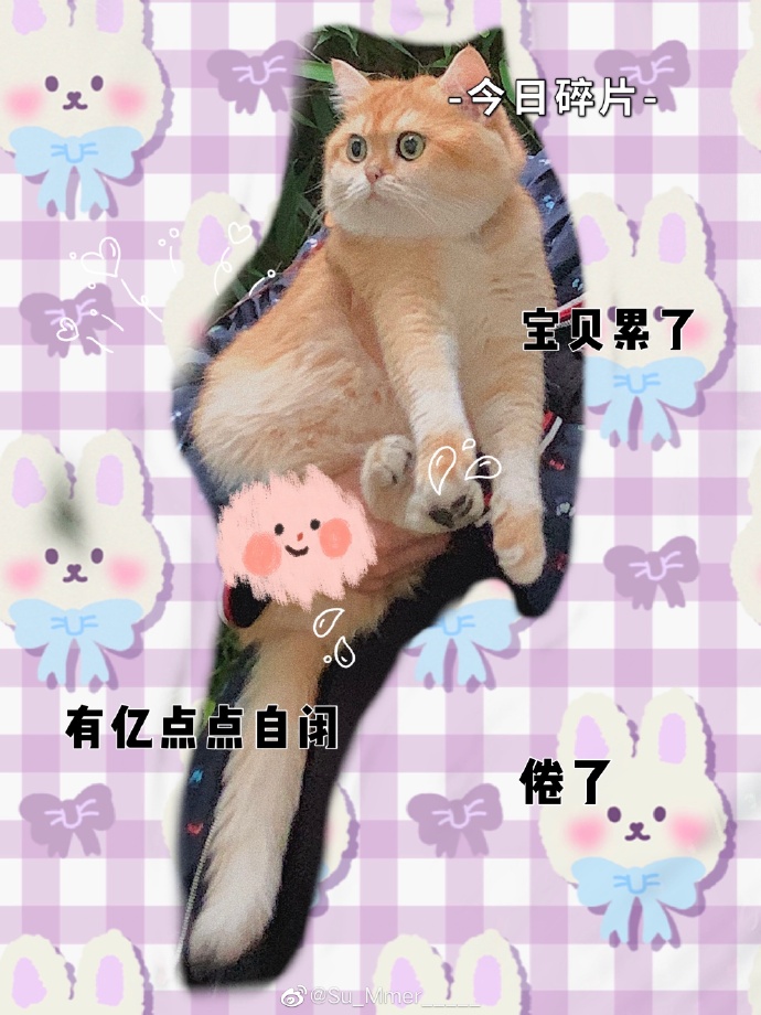 猫图片|宠物猫|猫咪|