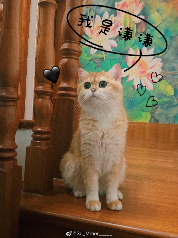 猫图片|宠物猫|猫咪|