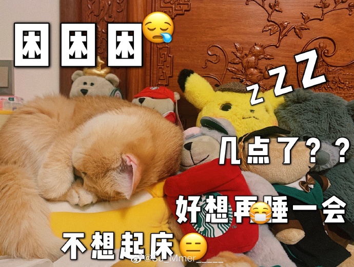 猫图片|宠物猫|猫咪|