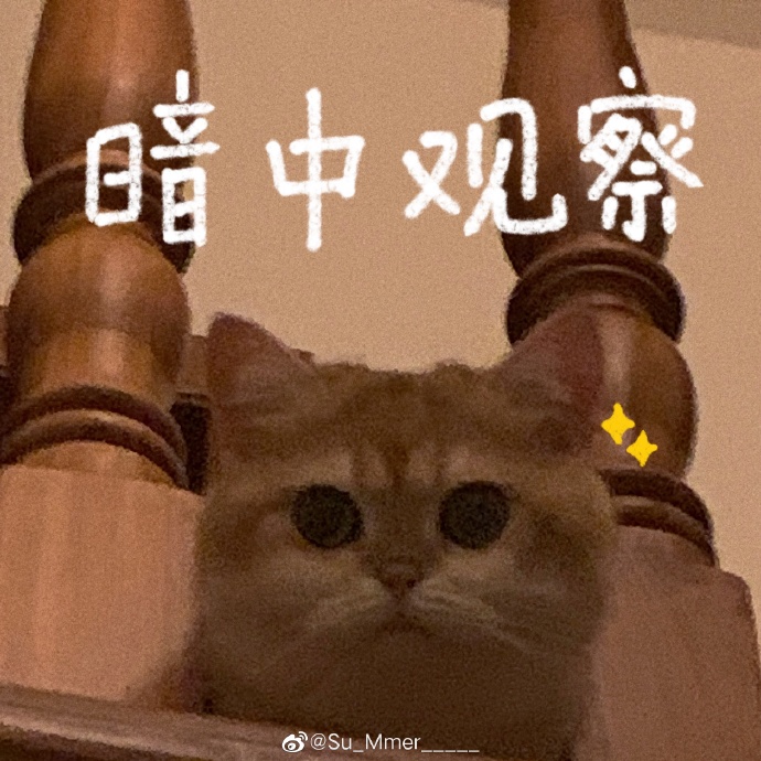 猫图片|宠物猫|猫咪|