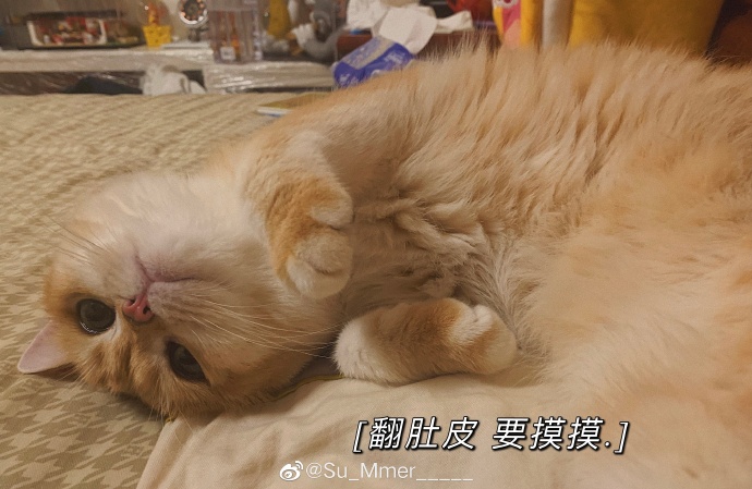 猫图片|宠物猫|猫咪|