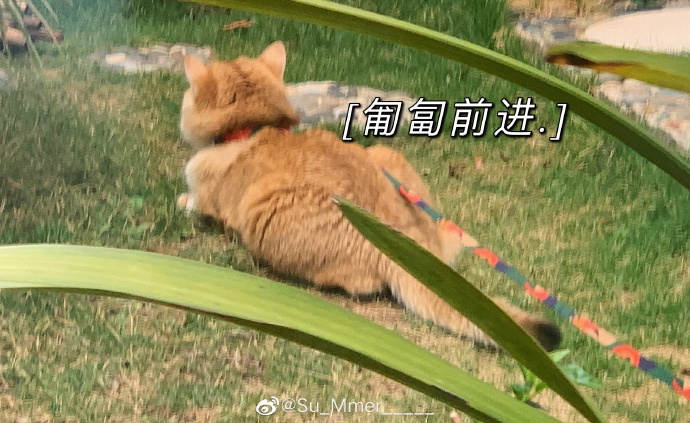 猫图片|宠物猫|猫咪|