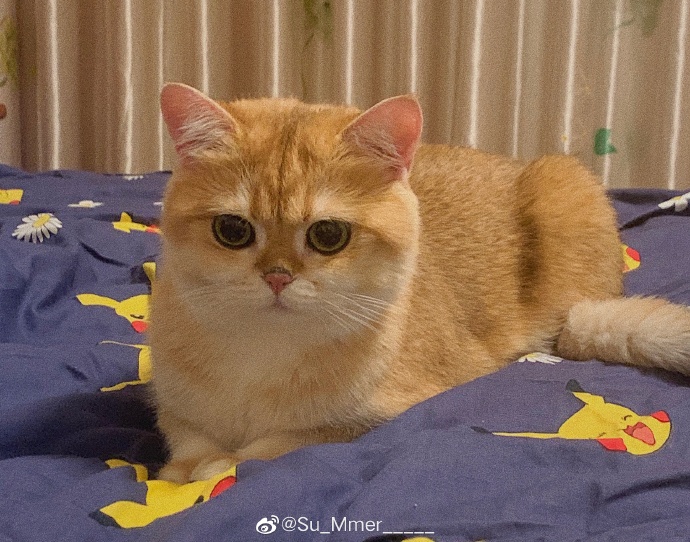 猫图片|宠物猫|猫咪|