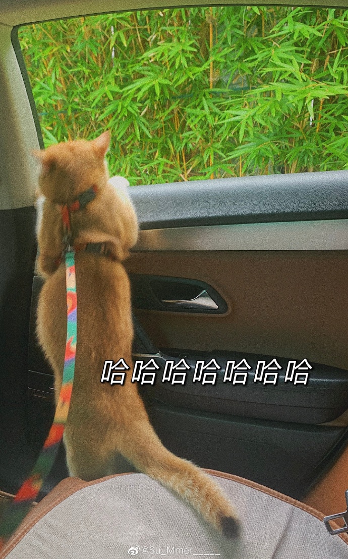 猫图片|宠物猫|猫咪|