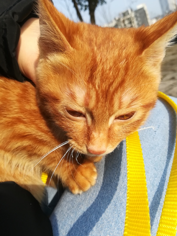 猫图片|宠物猫|猫咪|