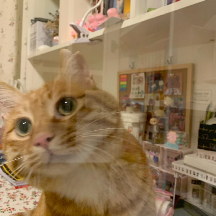 猫图片|宠物猫|猫咪|