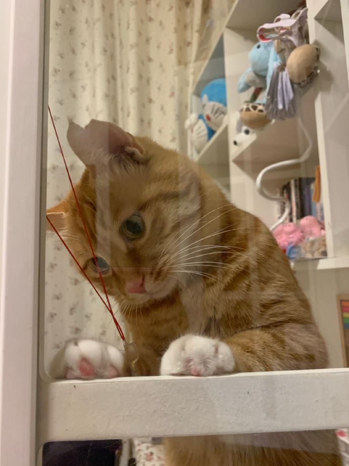 猫图片|宠物猫|猫咪|