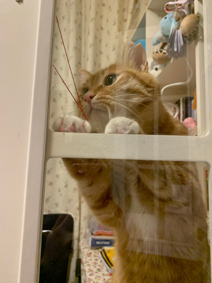 猫图片|宠物猫|猫咪|