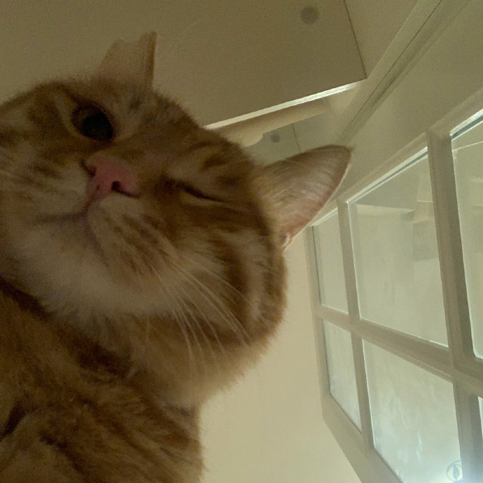 猫图片|宠物猫|猫咪|