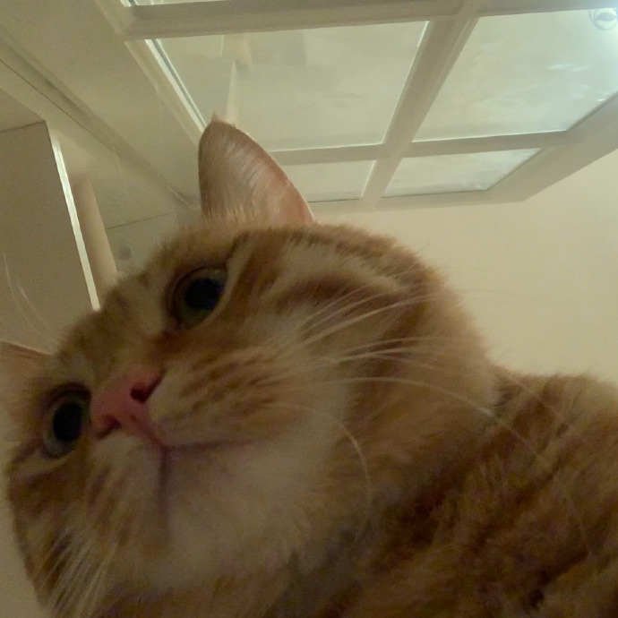 猫图片|宠物猫|猫咪|