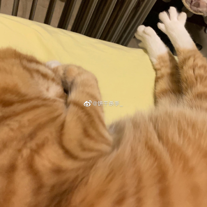 猫图片|宠物猫|猫咪|