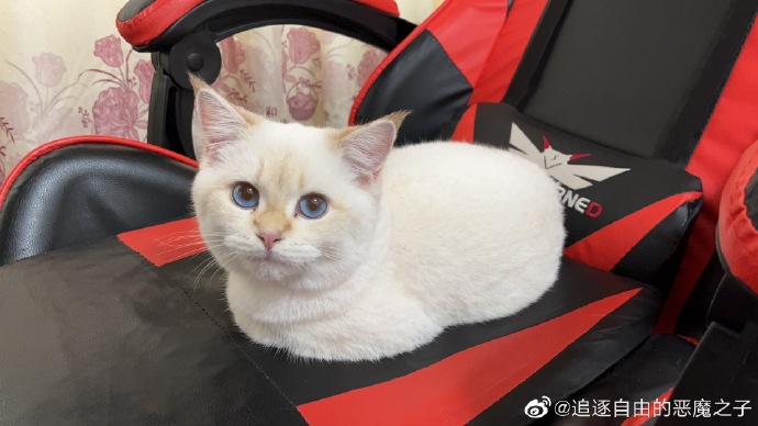 猫图片|宠物猫|猫咪|