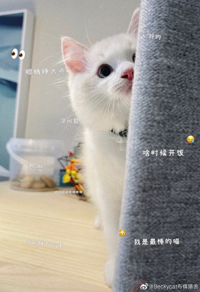 猫图片|宠物猫|猫咪|