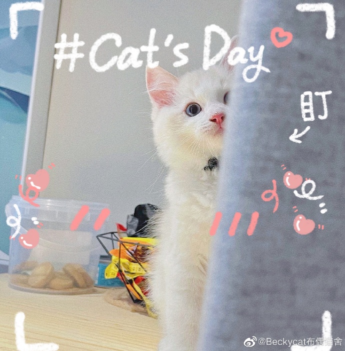 猫图片|宠物猫|猫咪|