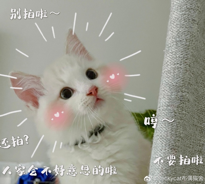 猫图片|宠物猫|猫咪|