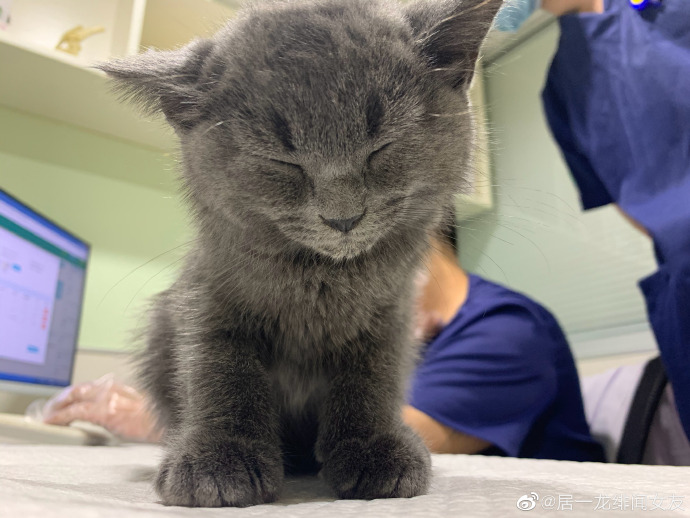 猫图片|宠物猫|猫咪|