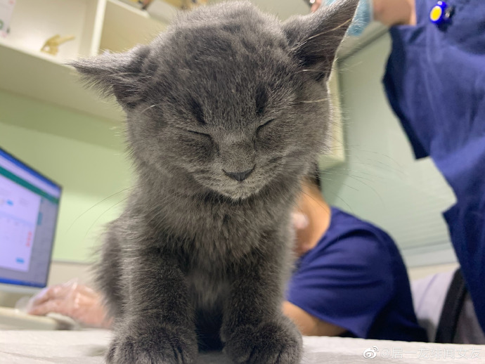 猫图片|宠物猫|猫咪|