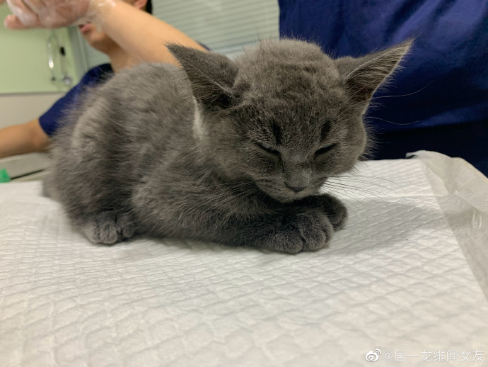 猫图片|宠物猫|猫咪|