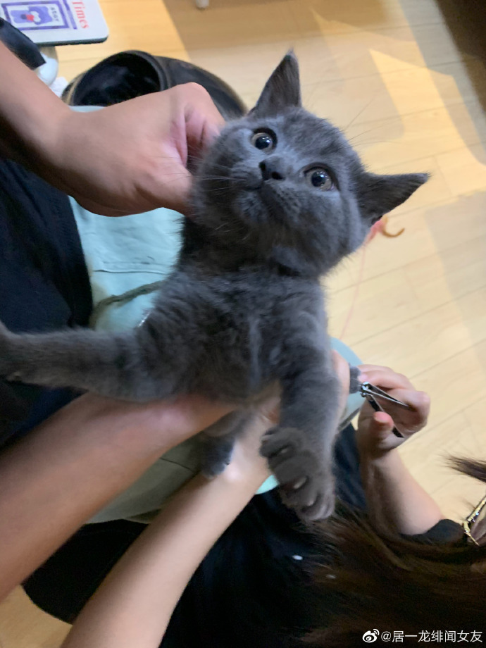 猫图片|宠物猫|猫咪|