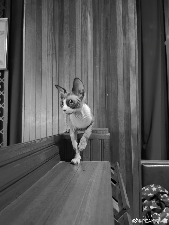 猫图片|宠物猫|猫咪|