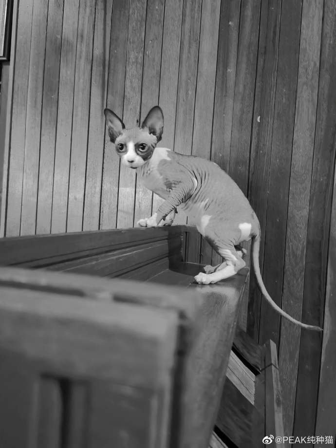 猫图片|宠物猫|猫咪|