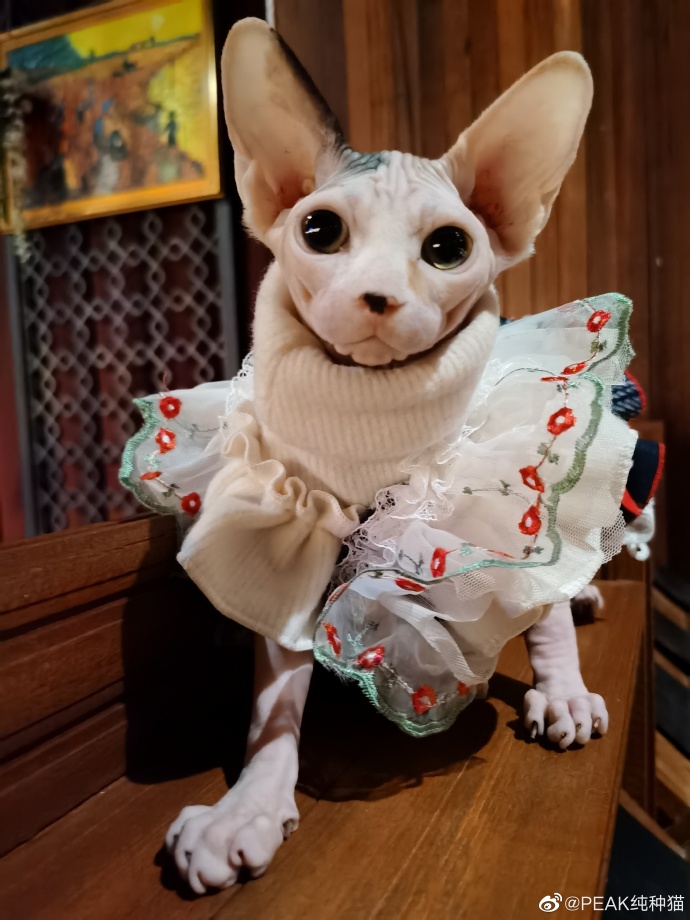 猫图片|宠物猫|猫咪|