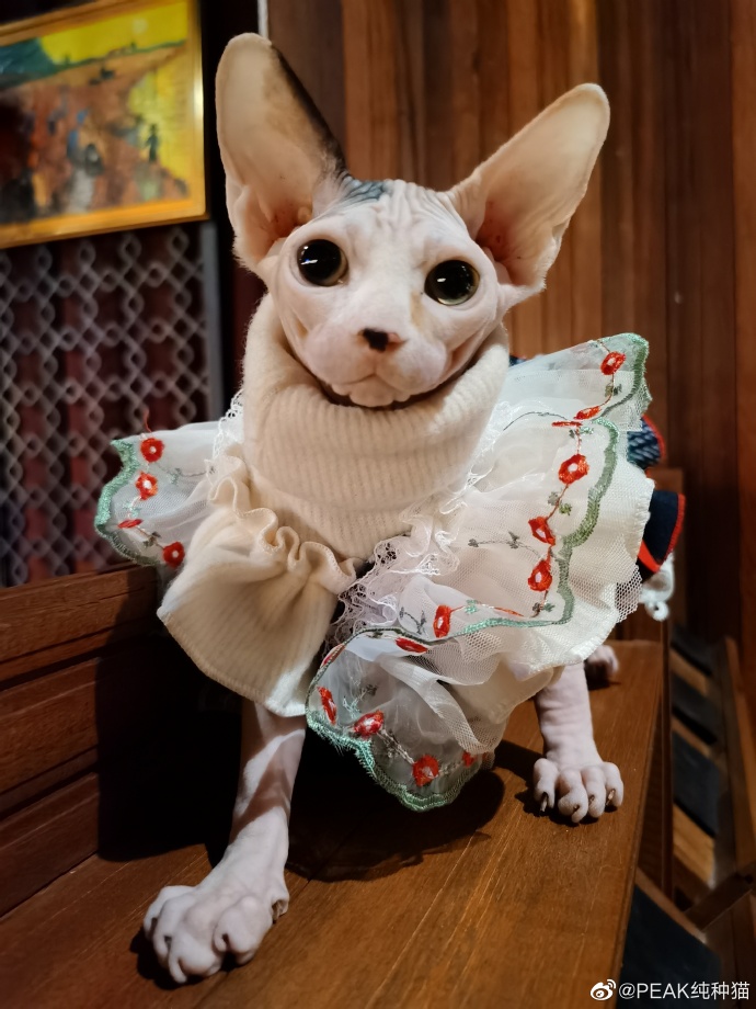 猫图片|宠物猫|猫咪|