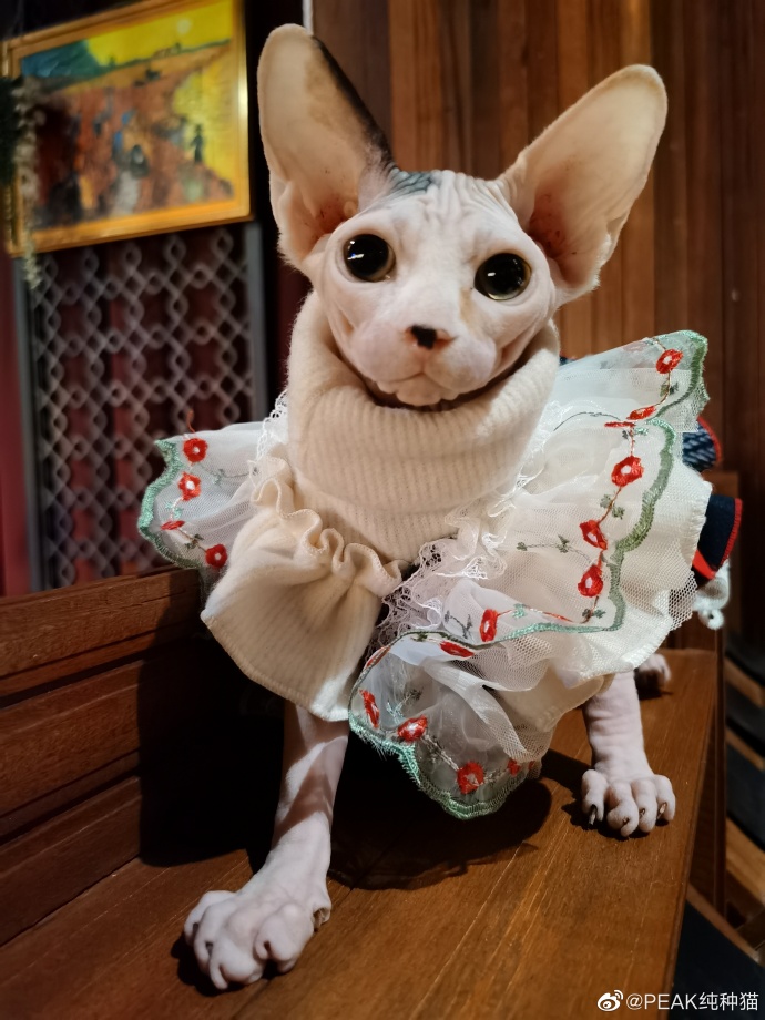 猫图片|宠物猫|猫咪|