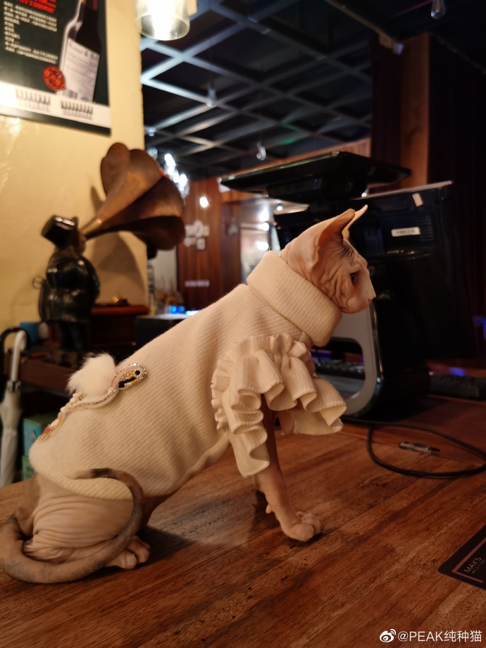 猫图片|宠物猫|猫咪|