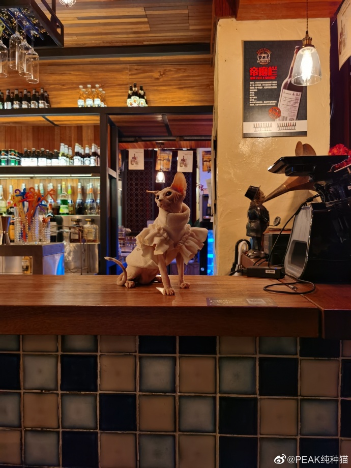 猫图片|宠物猫|猫咪|