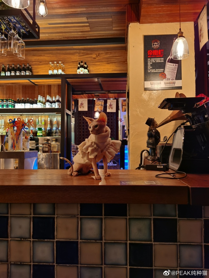 猫图片|宠物猫|猫咪|