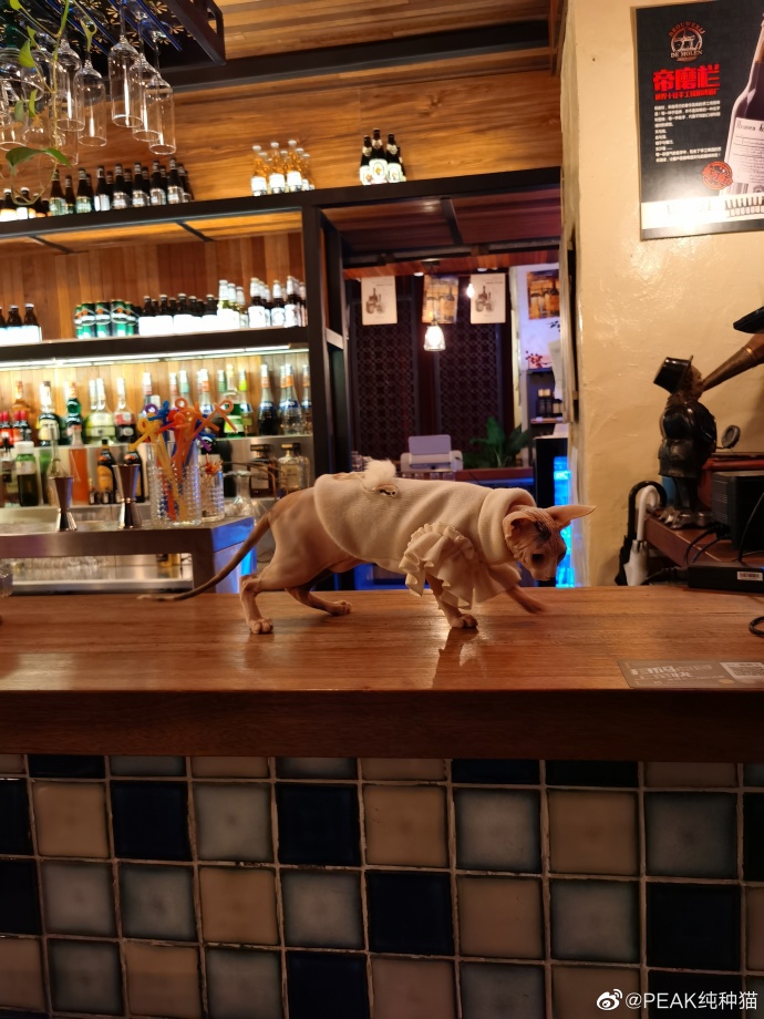 猫图片|宠物猫|猫咪|