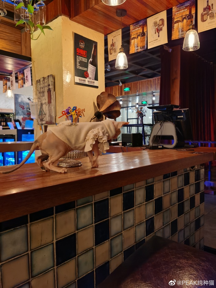 猫图片|宠物猫|猫咪|