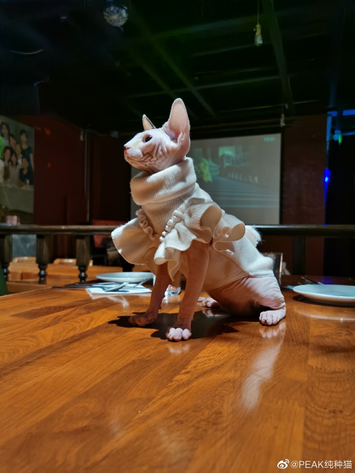 猫图片|宠物猫|猫咪|