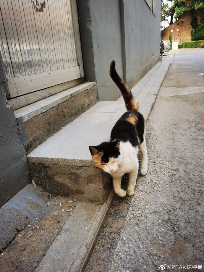 猫图片|宠物猫|猫咪|