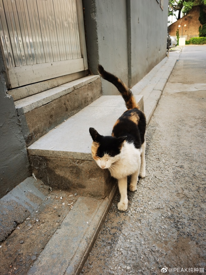 猫图片|宠物猫|猫咪|