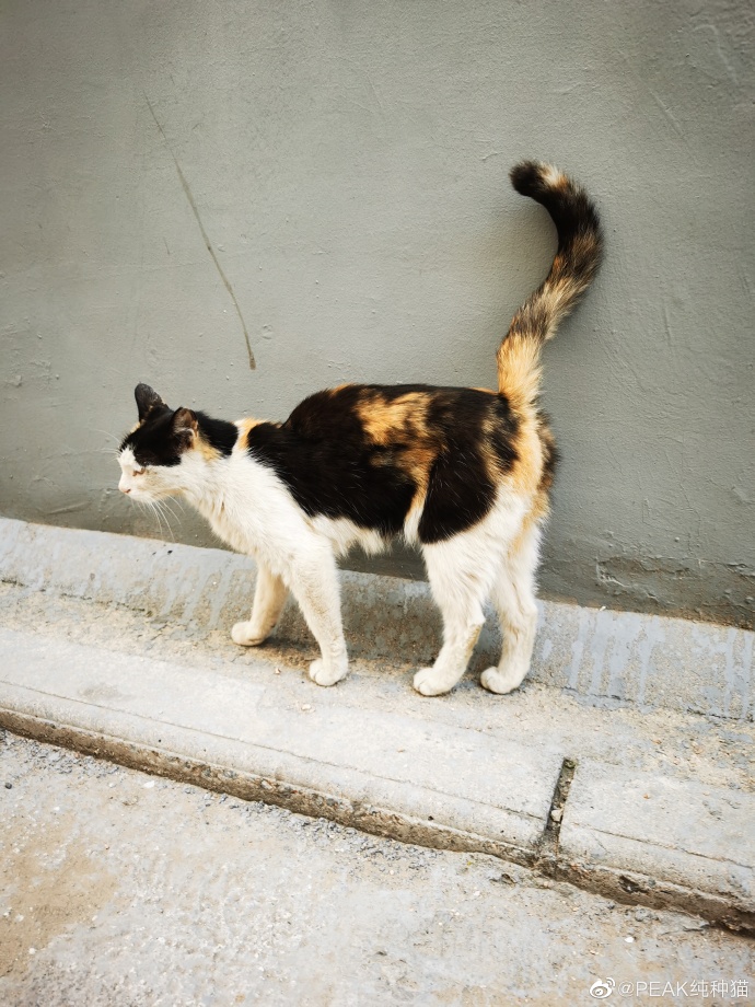 猫图片|宠物猫|猫咪|