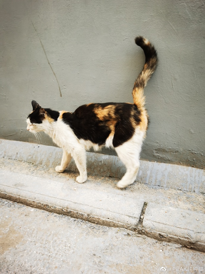 猫图片|宠物猫|猫咪|