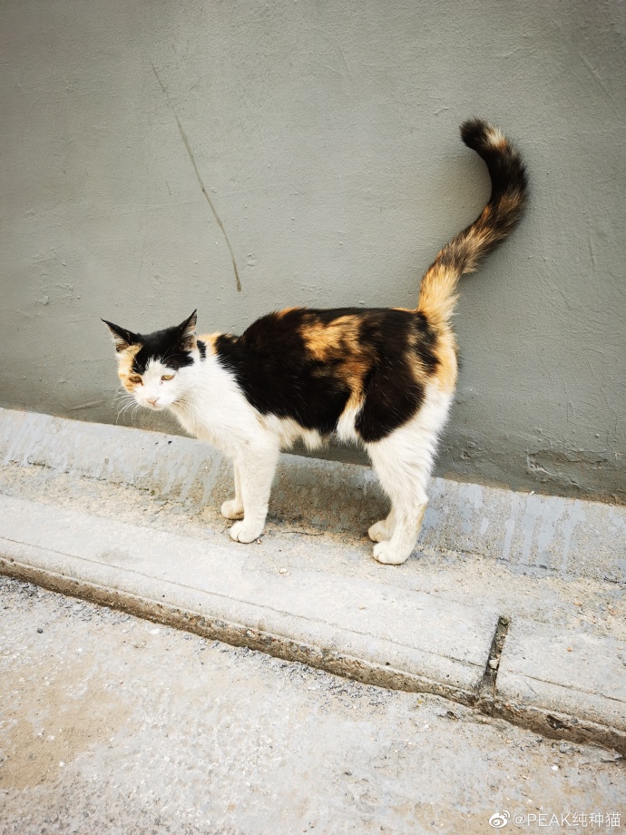 猫图片|宠物猫|猫咪|