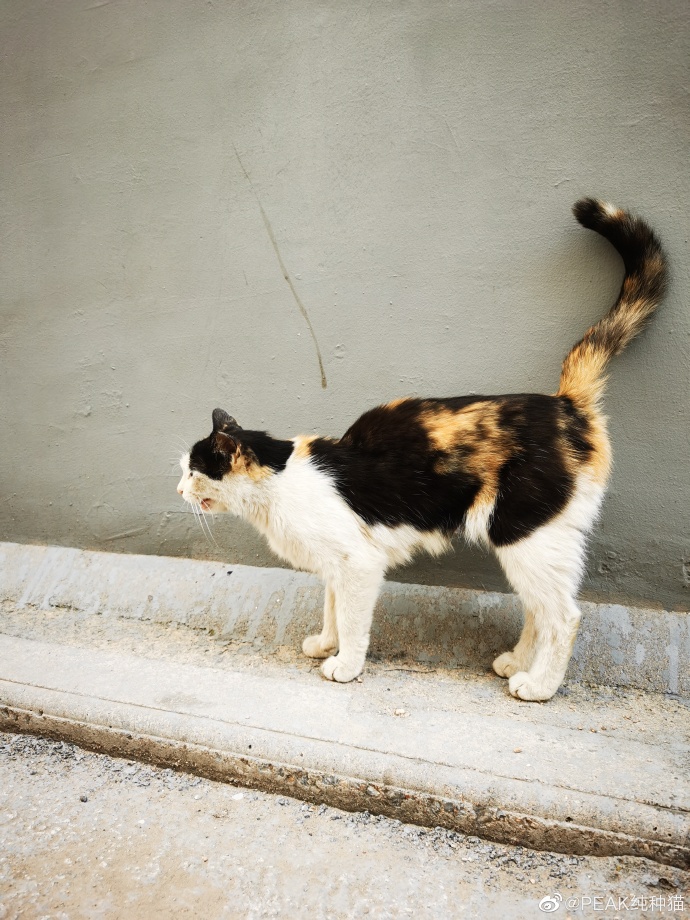 猫图片|宠物猫|猫咪|