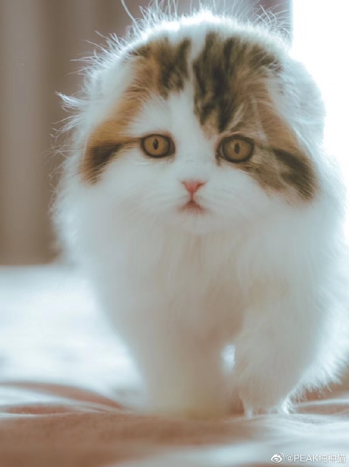 猫图片|宠物猫|猫咪|