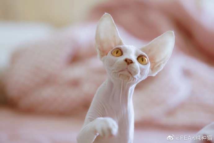 猫图片|宠物猫|猫咪|