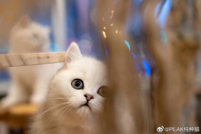 猫图片|宠物猫|猫咪|