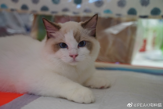 猫图片|宠物猫|猫咪|