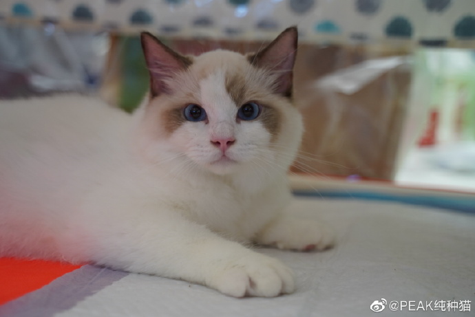 猫图片|宠物猫|猫咪|