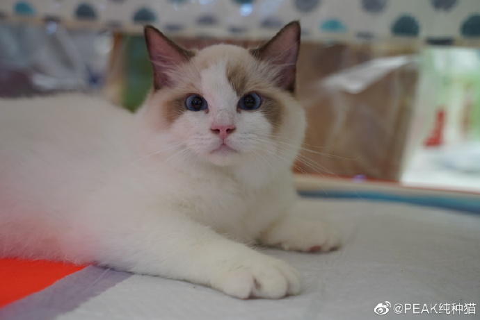 猫图片|宠物猫|猫咪|