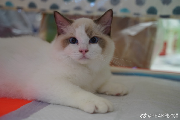 猫图片|宠物猫|猫咪|