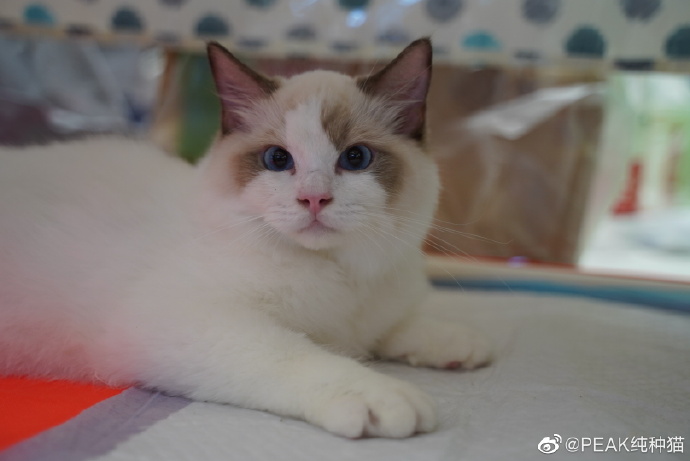 猫图片|宠物猫|猫咪|