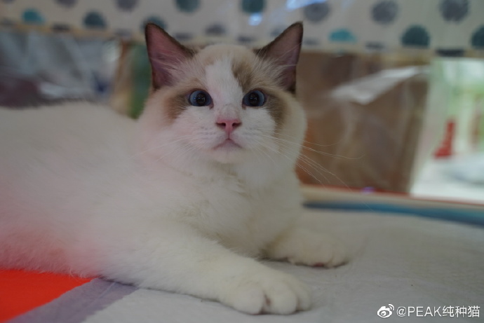 猫图片|宠物猫|猫咪|