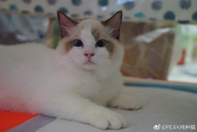 猫图片|宠物猫|猫咪|